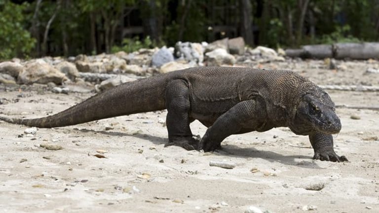 Ein Komodo-Waran, aufgenommen im Komodo Island Nationalpark: Die Tiere sollen sich für ein Jahr vom Tourismus erholen.