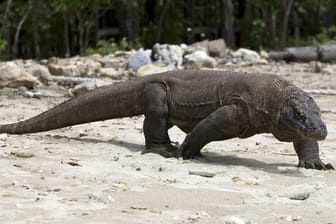 Ein Komodo-Waran, aufgenommen im Komodo Island Nationalpark: Die Tiere sollen sich für ein Jahr vom Tourismus erholen.