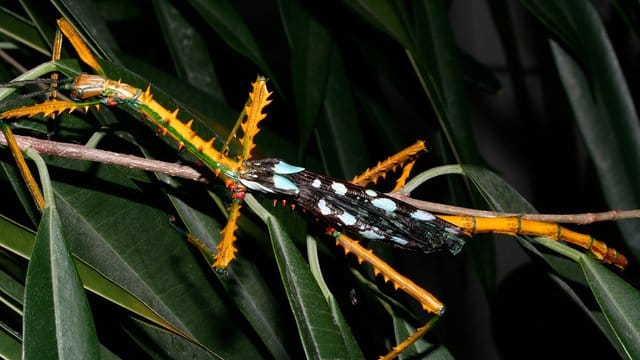 Anders als die meisten Stabschrecken tarnen sich die Männchen der neuen Arten namens Achrioptera manga und Achrioptera maroloko nicht als unscheinbare Äste. Anders als die meisten Stabschrecken tarnen sich die Männchen der neuen Arten namens Achrioptera manga und Achrioptera maroloko nicht als unscheinbare Äste.
