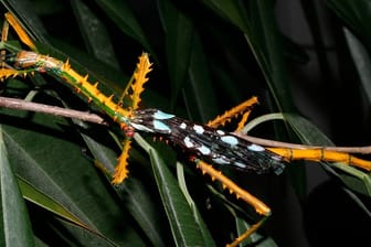 Anders als die meisten Stabschrecken tarnen sich die Männchen der neuen Arten namens Achrioptera manga und Achrioptera maroloko nicht als unscheinbare Äste.