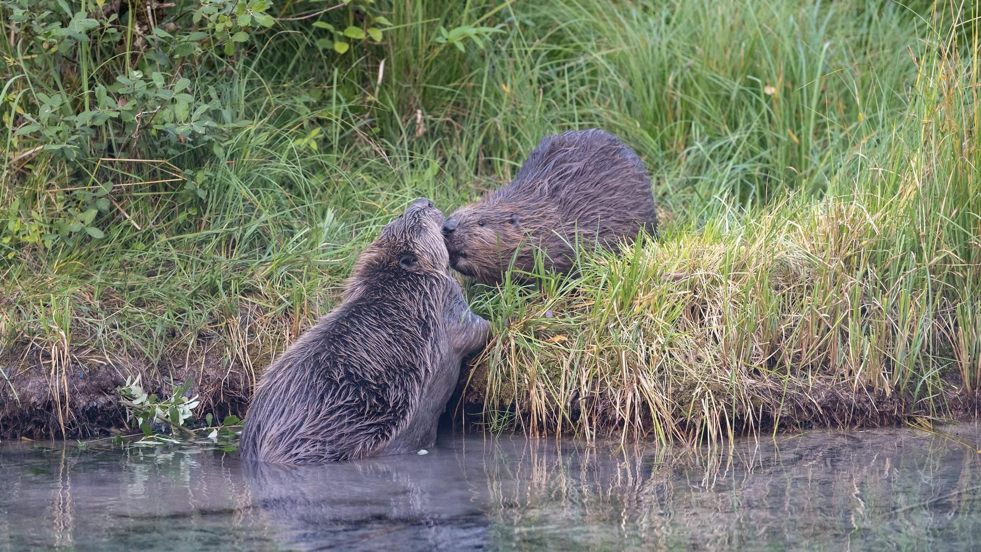 Eine wild lebende Biberfamilie darf nach einer Entscheidung des Verwaltungsgerichts Sigmaringen nicht getötet werden. (Symbolbild)