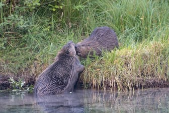 Eine wild lebende Biberfamilie darf nach einer Entscheidung des Verwaltungsgerichts Sigmaringen nicht getötet werden. (Symbolbild)