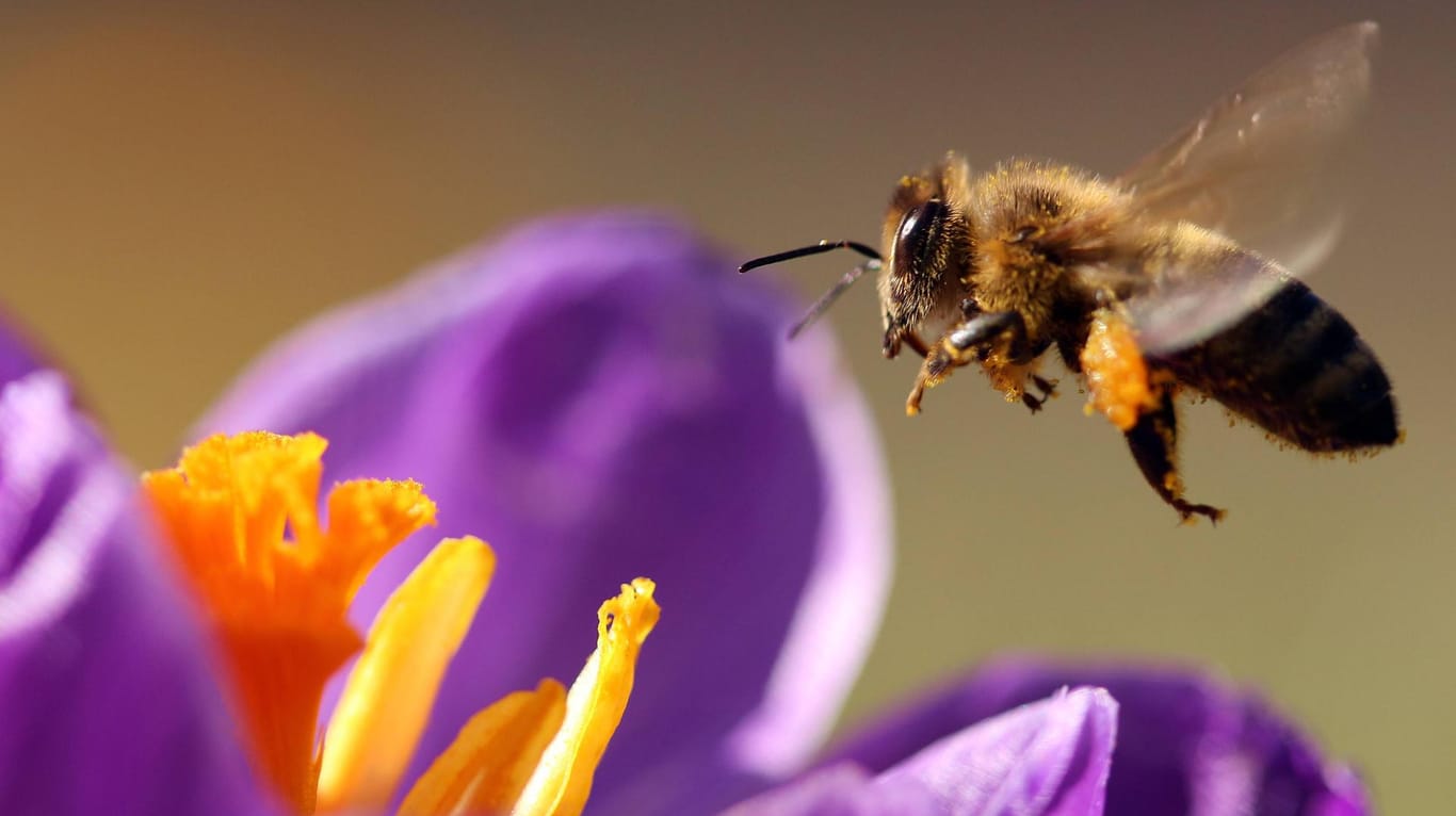 Bayerisches Volksbegehrens "Rettet die Bienen" vor großem Erfolg: Die Koalition will deren Gesetzentwurf zum Artenschutz im Landtag annehmen. (Symbolbild)