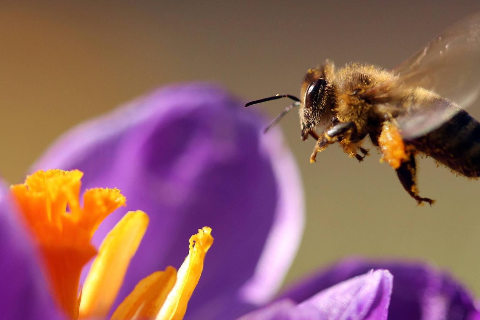 Bayerisches Volksbegehrens "Rettet die Bienen" vor großem Erfolg: Die Koalition will deren Gesetzentwurf zum Artenschutz im Landtag annehmen. (Symbolbild)