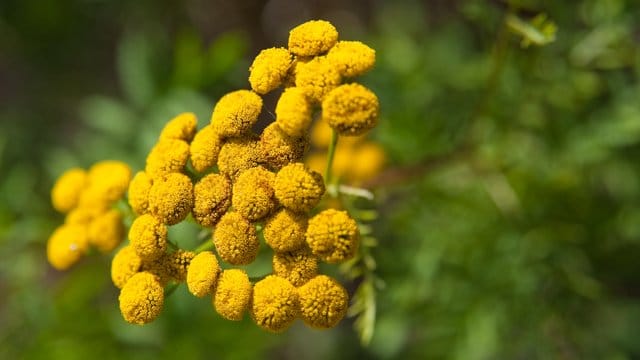 Rainfarn: Er hilft in einer Brühe gekocht gegen Kartoffelkäfer und Läuse.