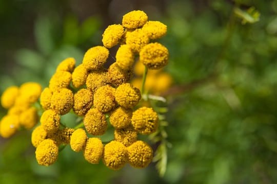 Rainfarn: Er hilft in einer Brühe gekocht gegen Kartoffelkäfer und Läuse.