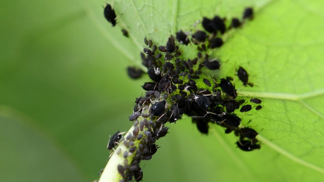 Blattläuse: Kuren mit Jauchen aus Brennnessel und Beinwell sollen Pflanzen widerstandsfähiger machen.