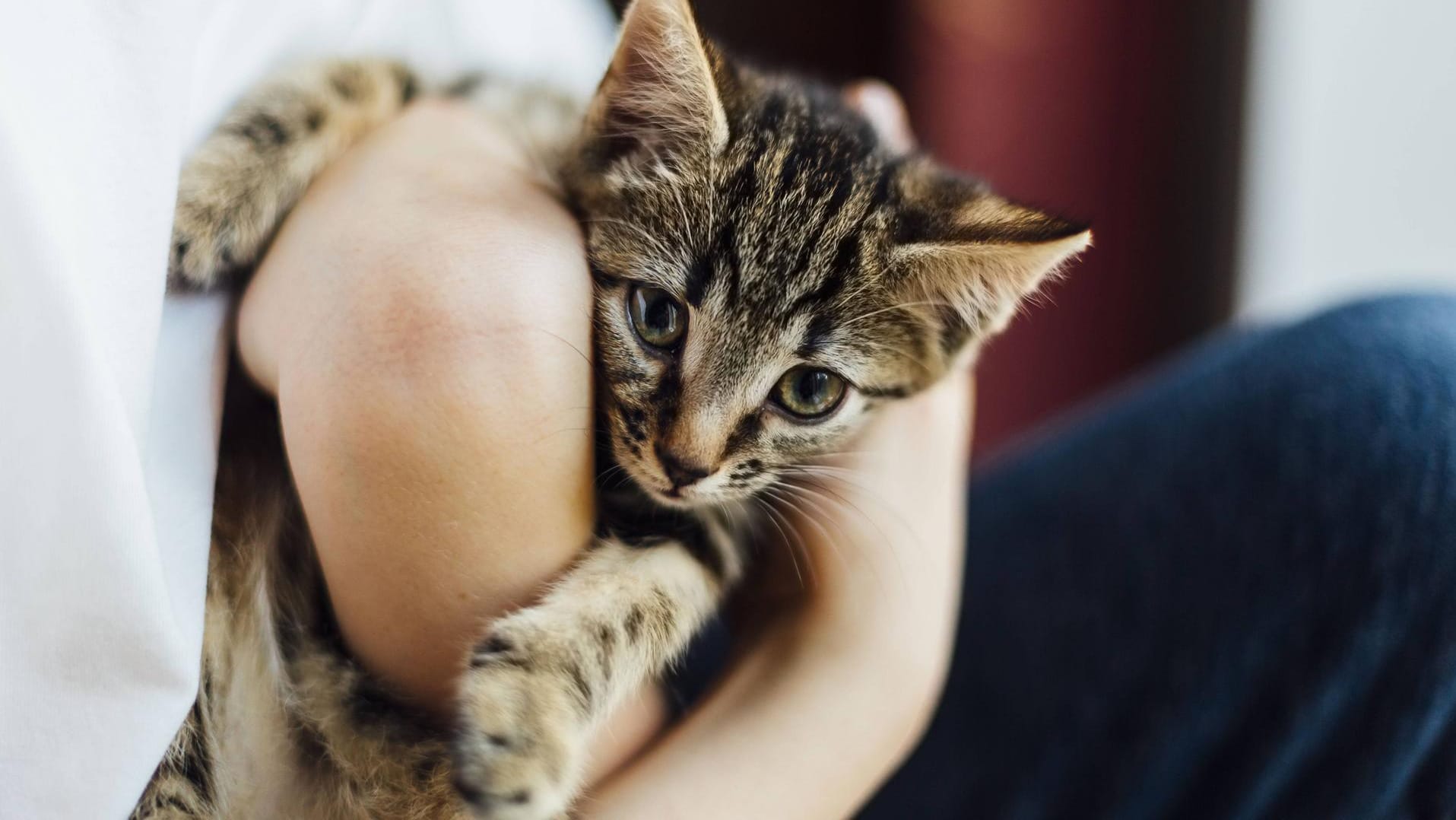 Achtwöchiges Katzenbaby: Die Vierbeiner sind offenbar in der Lage, sich ihren eigenen Namen zu merken (Symbolbild)