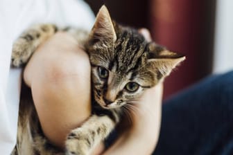 Achtwöchiges Katzenbaby: Die Vierbeiner sind offenbar in der Lage, sich ihren eigenen Namen zu merken (Symbolbild)