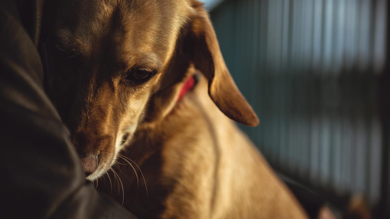 Hund und Herrchen: Kann die Hunde-Grippe auf Menschen übergehen?