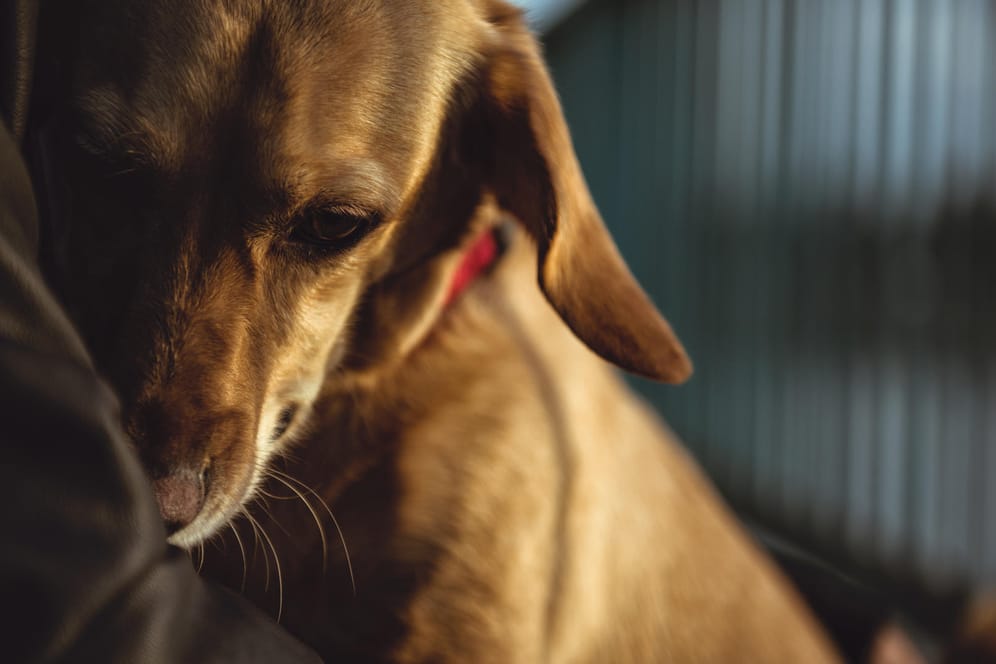 Hund und Herrchen: Kann die Hunde-Grippe auf Menschen übergehen?