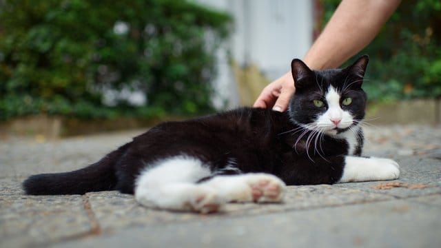 Hauskatzen können ihren Namen grundsätzlich aus anderen Wörtern heraushören - das ist jetzt erstmals in einem Experiment nachgewiesen worden. Hauskatzen können ihren Namen grundsätzlich aus anderen Wörtern heraushören - das ist jetzt erstmals in einem Experiment nachgewiesen worden.