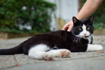 Hauskatzen können ihren Namen grundsätzlich aus anderen Wörtern heraushören - das ist jetzt erstmals in einem Experiment nachgewiesen worden.