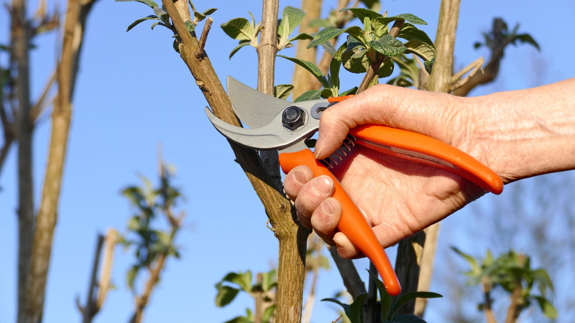 Gartenschere: Sie wird benötigt, um im Garten oder auf dem Balkon Pflanzen zu schneiden.