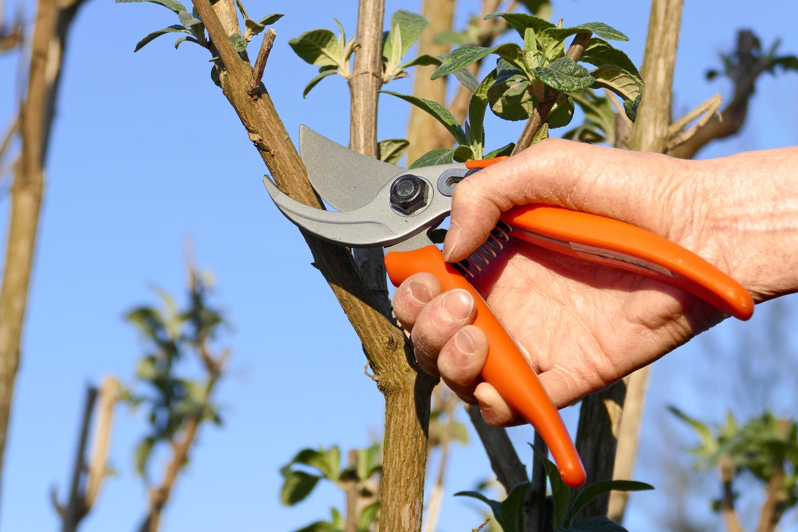 Gartenschere: Sie wird benötigt, um im Garten oder auf dem Balkon Pflanzen zu schneiden.