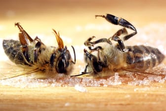 Die bakterielle Erkrankung lässt die Brut der Honigbienen sterben. (Symbolfoto)