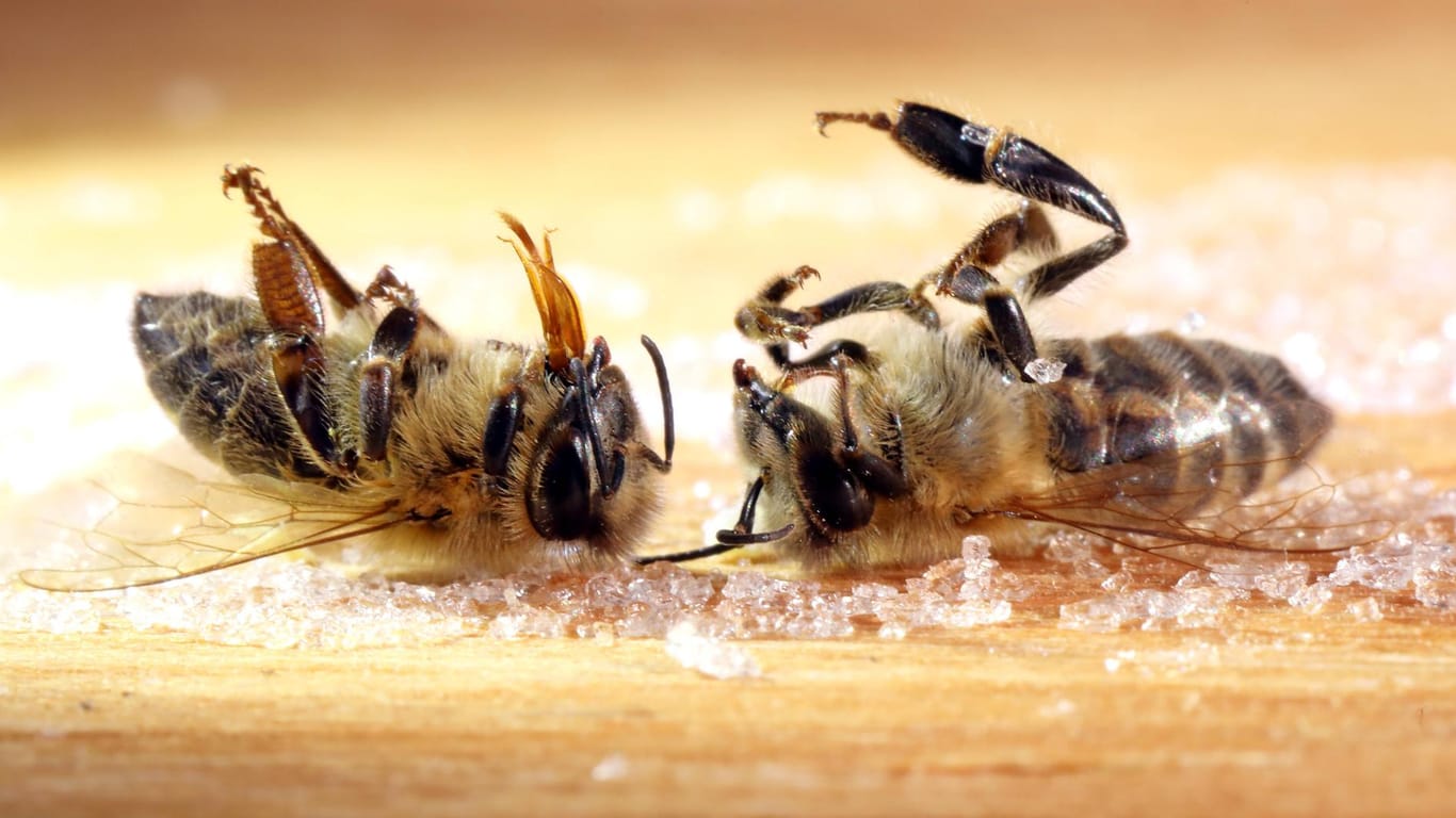 Die bakterielle Erkrankung lässt die Brut der Honigbienen sterben. (Symbolfoto)