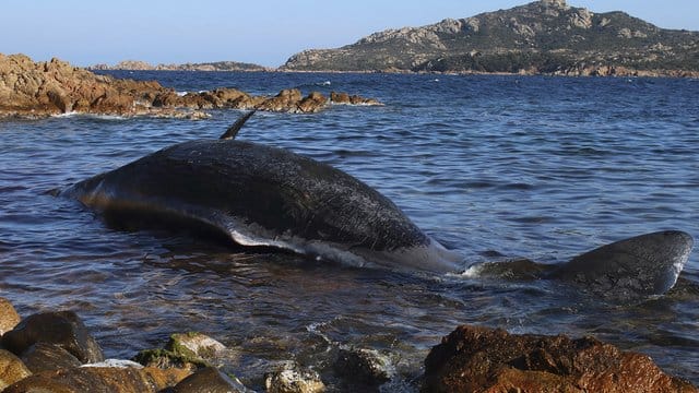 Der tote Pottwal in Porto Cervo vor Sardinien.
