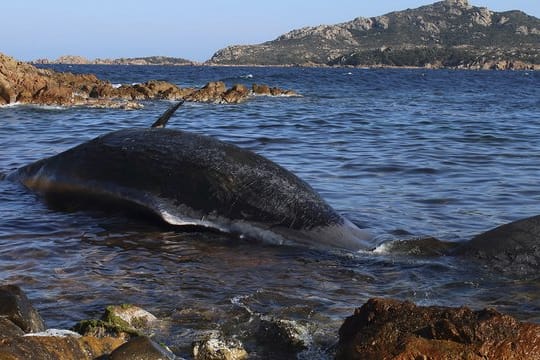 Der tote Pottwal in Porto Cervo vor Sardinien.