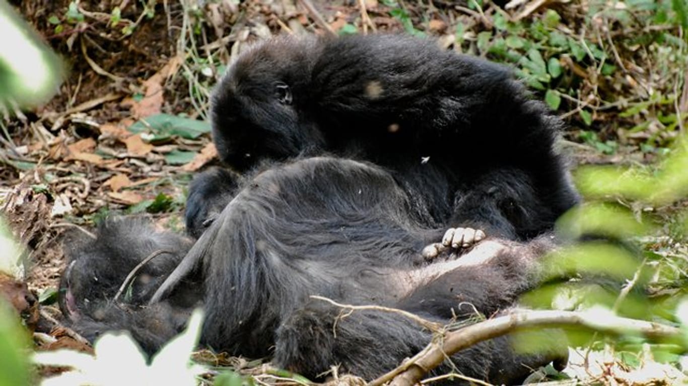 Ein jugendlicher Berggorilla inspiziert den Körper seiner Mutter mehrere Stunden lang, nachdem sie im ruandischen Vulkan-Nationalpark gestorben ist.