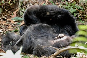 Ein jugendlicher Berggorilla inspiziert den Körper seiner Mutter mehrere Stunden lang, nachdem sie im ruandischen Vulkan-Nationalpark gestorben ist.