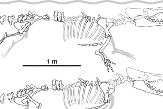 Zeichnung des Wal-Skeletts: Das Tier wurde bis zu vier Meter lang.
