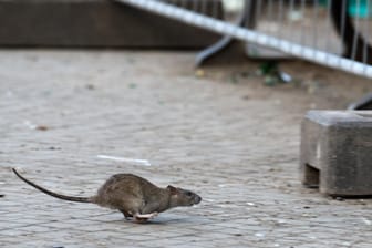 Ein Ratte in Berlin: 2018 wurden stadtweit 11.414 Einsätze erfasst.