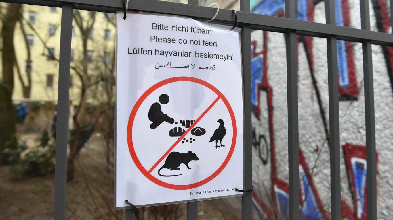 Warnung am Kinderspielplatz: Die Ratten werden oftmals von Menschen gefüttert.