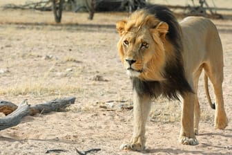 Ein Löwe in Südafrika (Symbolbild): Ein Wilderer wurde wurde erst von einem Elefanten getötet und dann von Löwen gefressen.