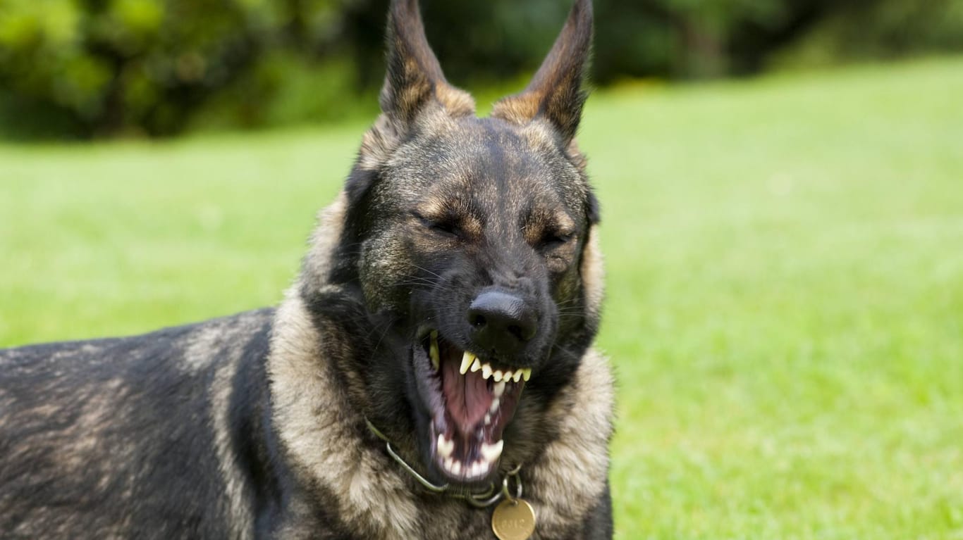 Ein Schäferhund zeigt die Zähne: Ein Mädchen ist Opfer einer Hundeattacke geworden. (Symbolbild)