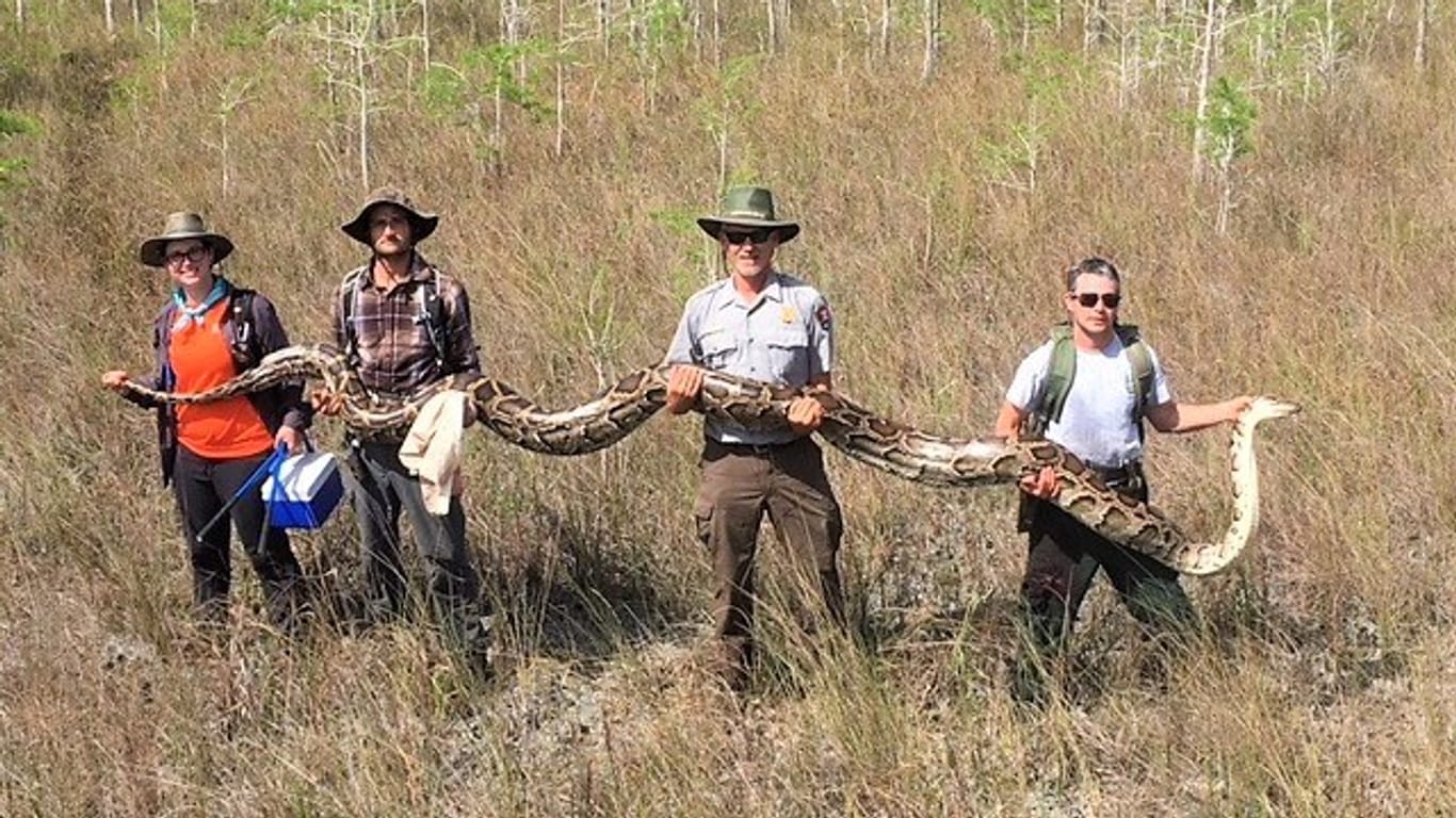 Eine riesige Python in Florida: Das Schlangenweibchen ist groß genug, um einen Hirsch zu verschlingen.