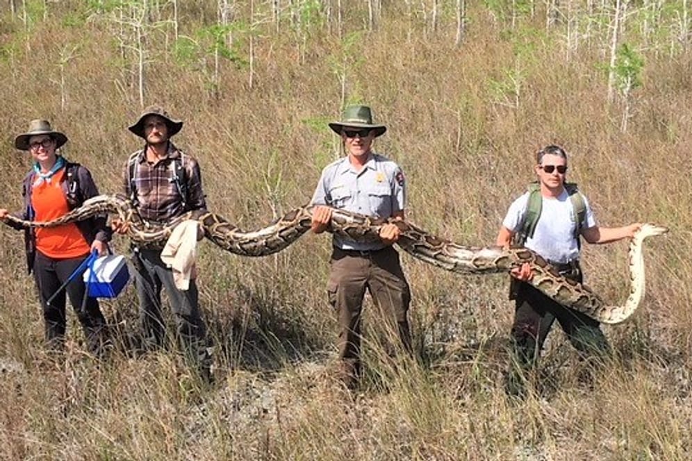 Eine riesige Python in Florida: Das Schlangenweibchen ist groß genug, um einen Hirsch zu verschlingen.