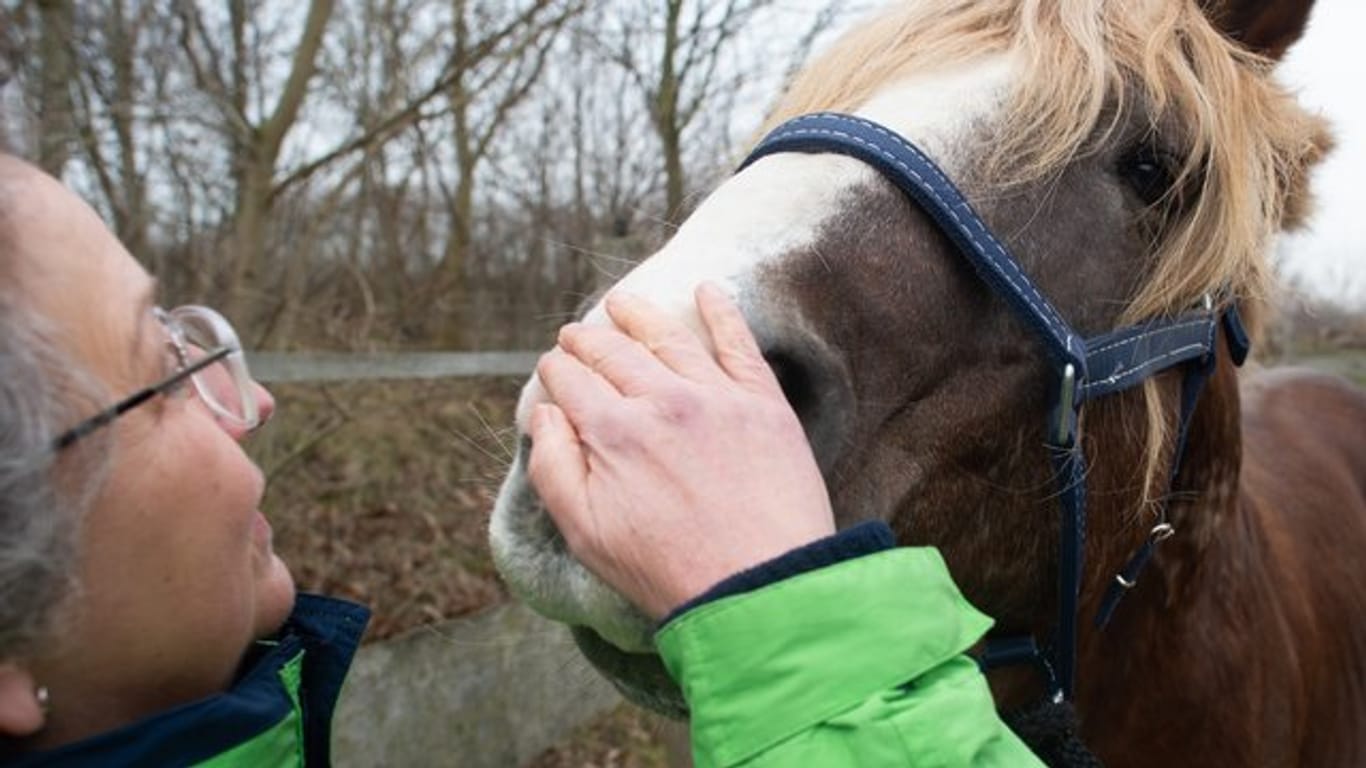 Als Fluchttiere reagieren Pferde sensibel auf die Ausstrahlung von Menschen: Hannelore Schild-Vogel, Teilnehmerin des Trainings mit Pferden, streichelt das Pferd Enki.