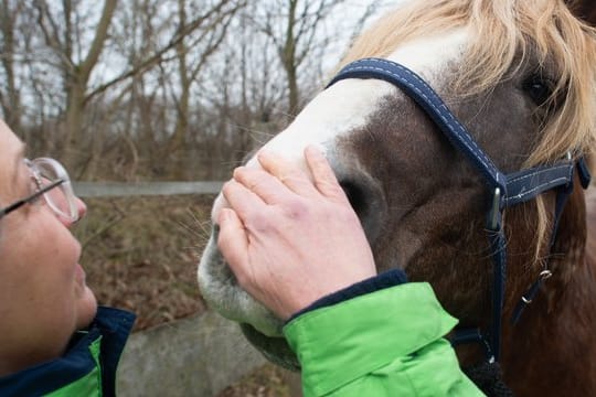 Als Fluchttiere reagieren Pferde sensibel auf die Ausstrahlung von Menschen: Hannelore Schild-Vogel, Teilnehmerin des Trainings mit Pferden, streichelt das Pferd Enki.