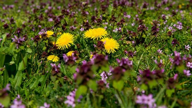 Eine Wiese mit Löwenzahn und Taubnessel bietet Insekten mehr Nahrung als ein üblicher Hausrasen.