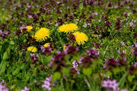 Eine Wiese mit Löwenzahn und Taubnessel bietet Insekten mehr Nahrung als ein üblicher Hausrasen.