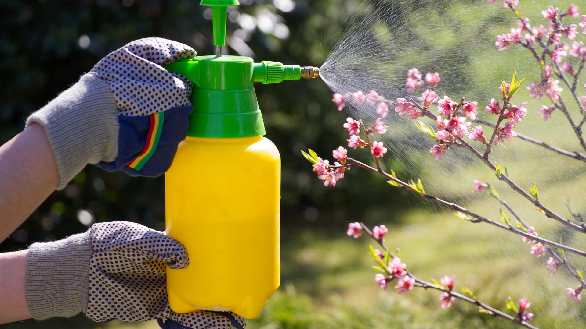 Pflanzen besprühen: Bestimmte Mittel können dabei helfen, Pflanzenschädlinge loszuwerden.