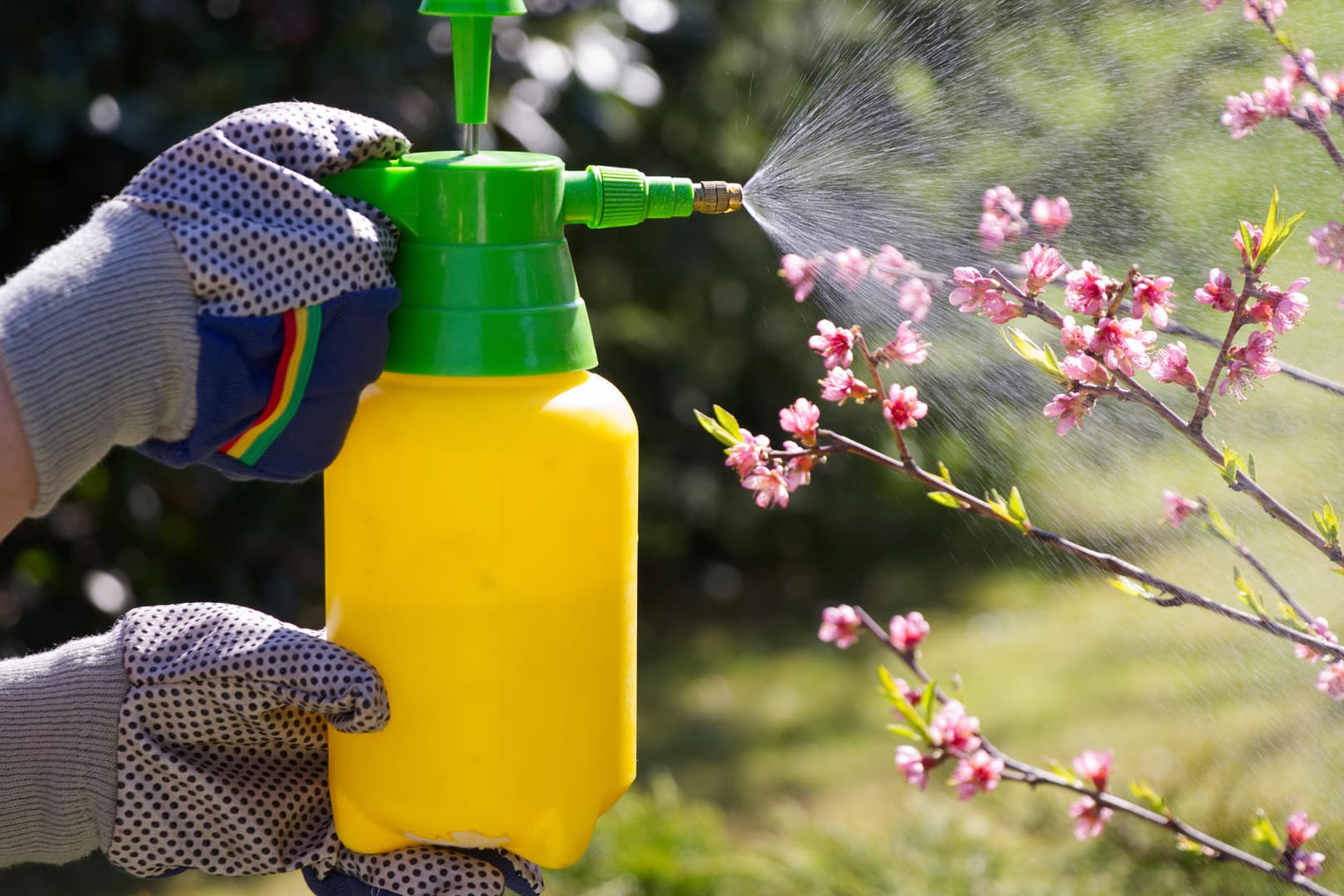 Pflanzen besprühen: Bestimmte Mittel können dabei helfen, Pflanzenschädlinge loszuwerden.