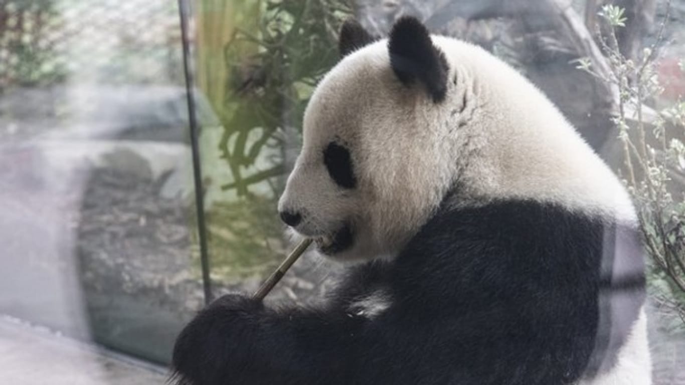 Panda-Bär im Berliner Zoo: Meng Meng knabbert am liebsten an einem Bambuszweig.