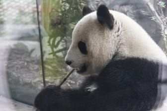 Panda-Bär im Berliner Zoo: Meng Meng knabbert am liebsten an einem Bambuszweig.