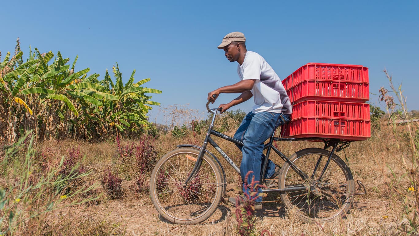 Das Buffalo-Bike in Afrika: Küken und Ananas, Mais, Milch und Eier – alles wird auf den Gepäckträger geschnallt.