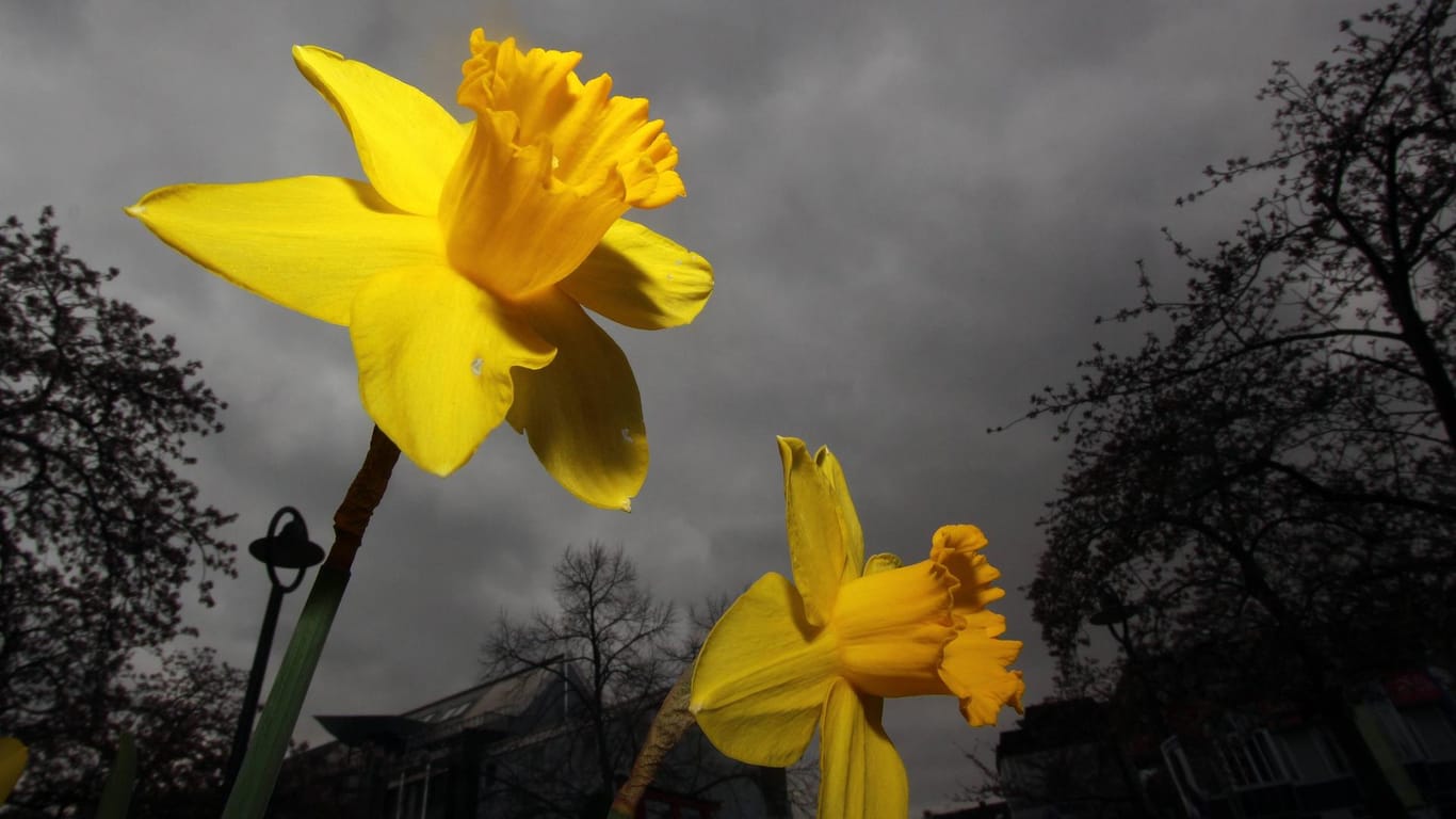 Osterglocken vor schwarzen Regenwolken in Hessen: Wie hier bleibt es überall in der Region in der kommenden Woche grau und regnerisch. Vereinzelt kann sogar noch mit Schneeregen gerechnet werden.