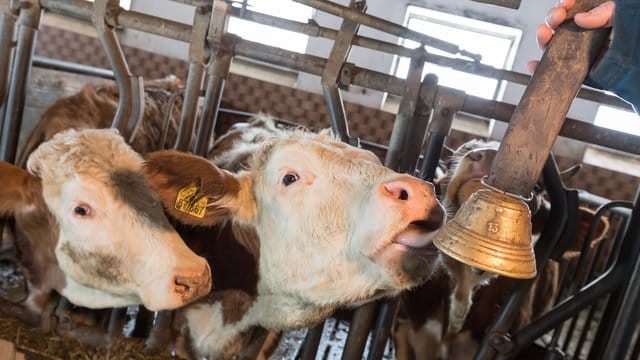 Auf der Weide trägt manch eine Kuh noch eine Glocke. Auf der Weide trägt manch eine Kuh noch eine Glocke.