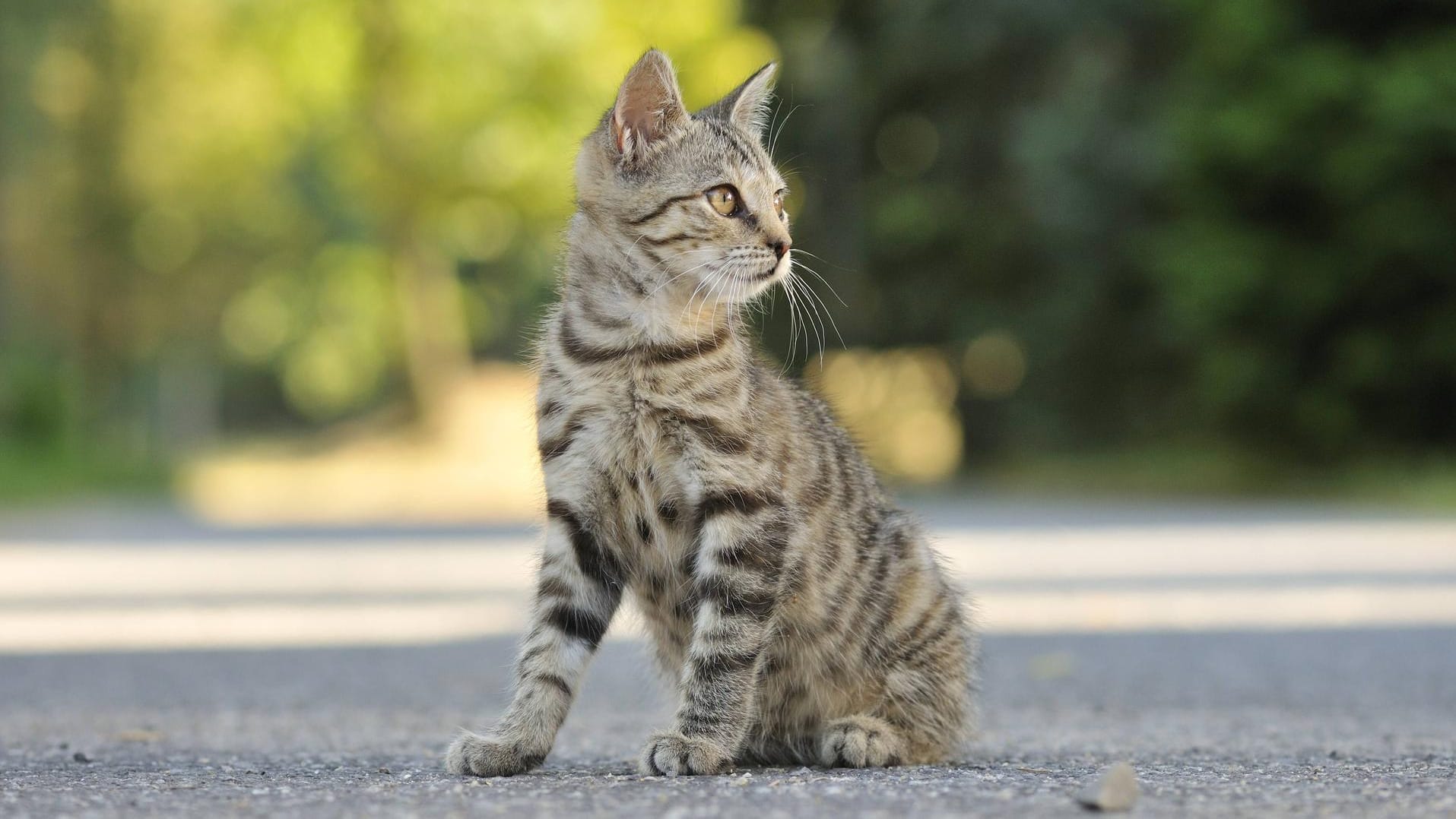 Eine verletzte Katze haben Polizisten auf der Autobahn 8 bei München gerettet. (Symbolbild)