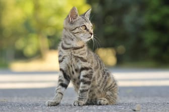 Eine verletzte Katze haben Polizisten auf der Autobahn 8 bei München gerettet. (Symbolbild)