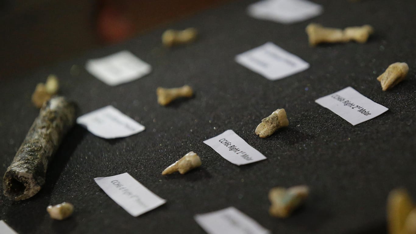 Knochen in Manila: Die Fossilien verraten vieles über die Luzon-Menschen.