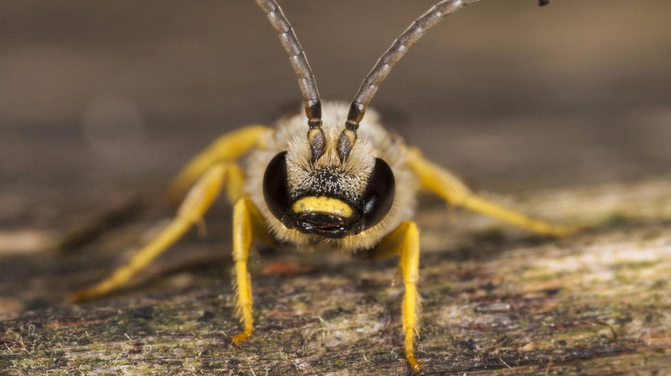 Eine Furchenbiene: Schweiß zieht die Mini-Insekten an. (Symbolbild)