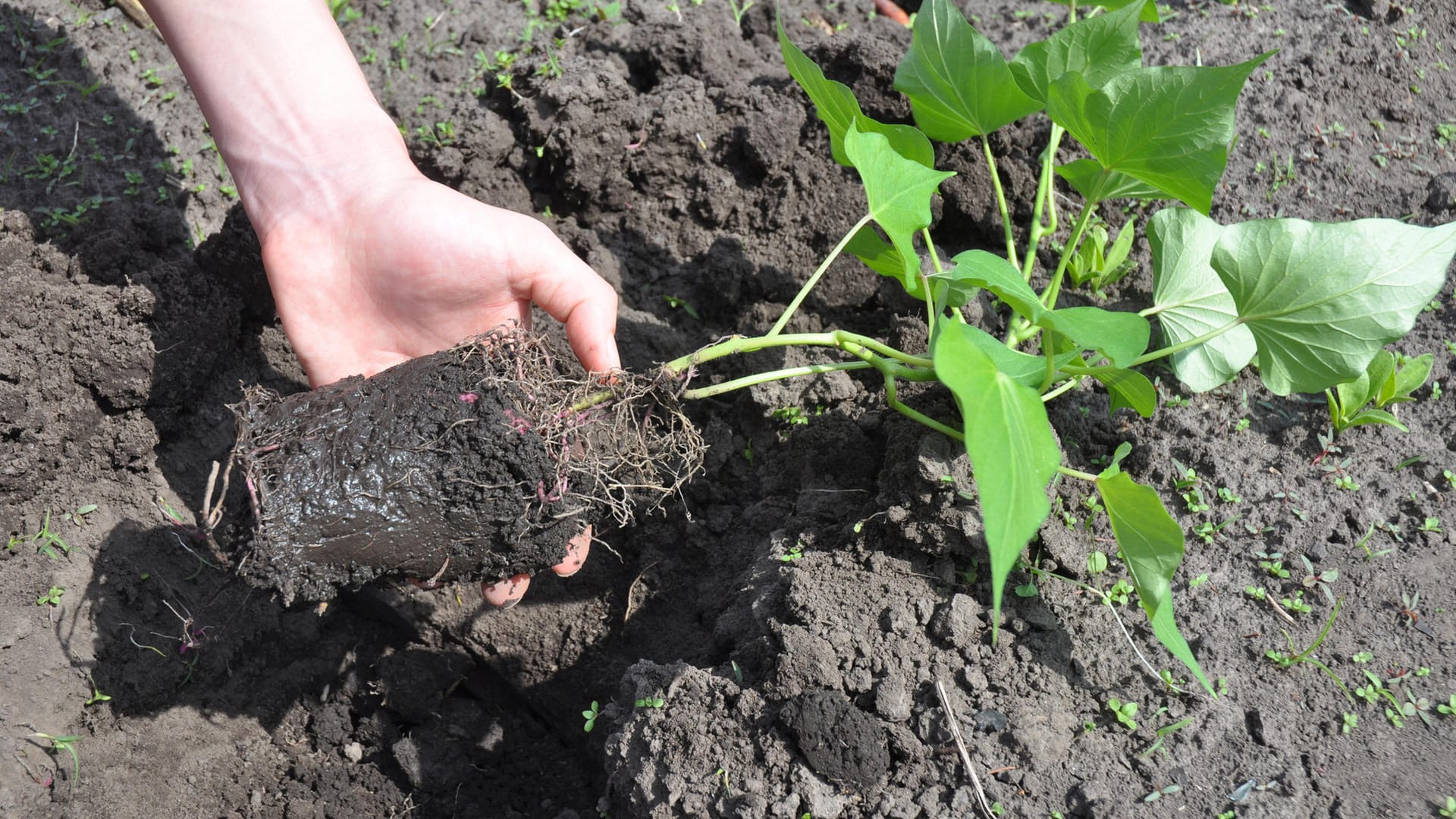 Frau pflanzt Sprössling: Süßkartoffeln wachsen ab jetzt im Garten.