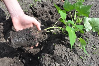 Frau pflanzt Sprössling: Süßkartoffeln wachsen ab jetzt im Garten.