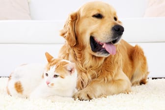 Hund und Katze: Tiere sind für viele Menschen eine wichtige Freizeitbeschäftigung – und beeinflussen die persönliche Umweltbilanz.